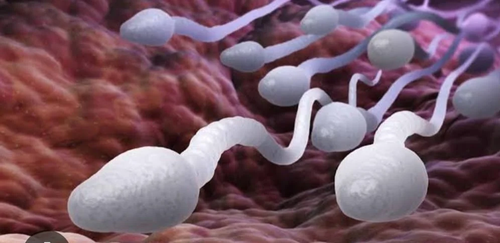 IUI treatment process